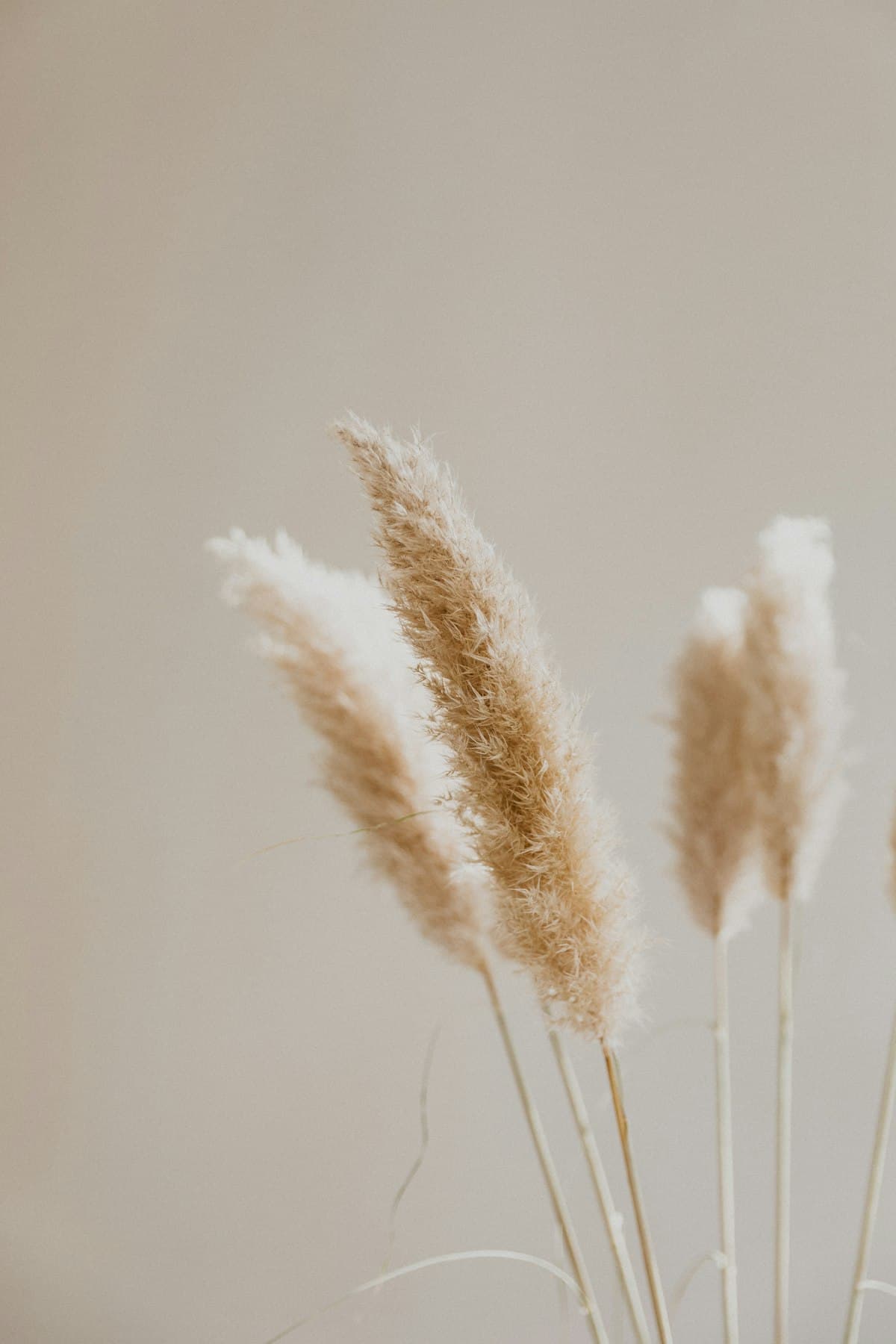 Pale flowers and green stems against a warm wall